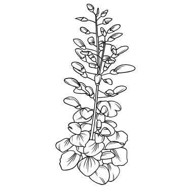 Fleuriste Vernet - Bouquets & Compositions sur mesure | Les Glycines